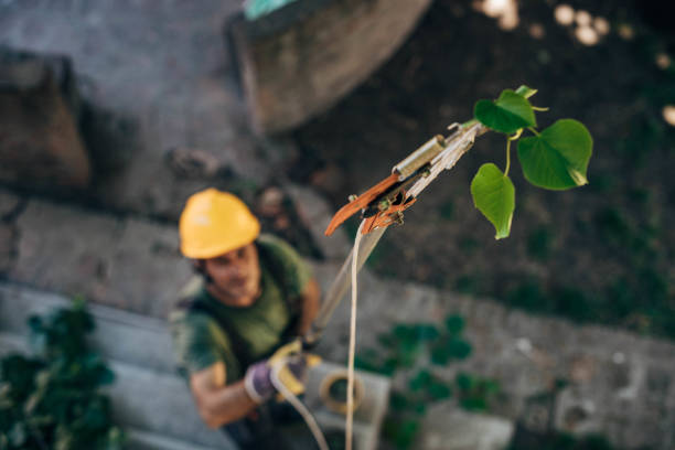 Best Utility Line Clearance  in Lake Tapps, WA